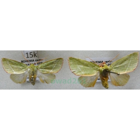 Pseudoips prasinana (Linnaeus, 1758) pair Zielonka ukośnica Czech15k